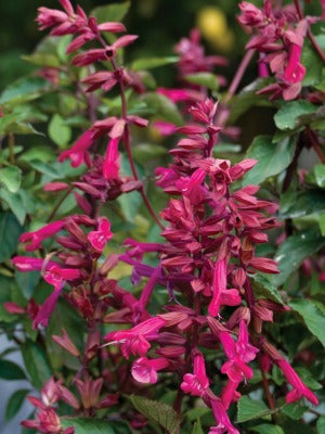 Salvia 'Wendy's Wish'