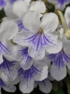 Streptocarpus 'White'