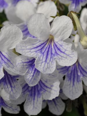 Streptocarpus 'White'