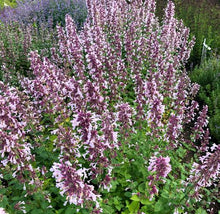 Load image into Gallery viewer, Nepeta &#39;Wispurr Pink&#39; - Catmint
