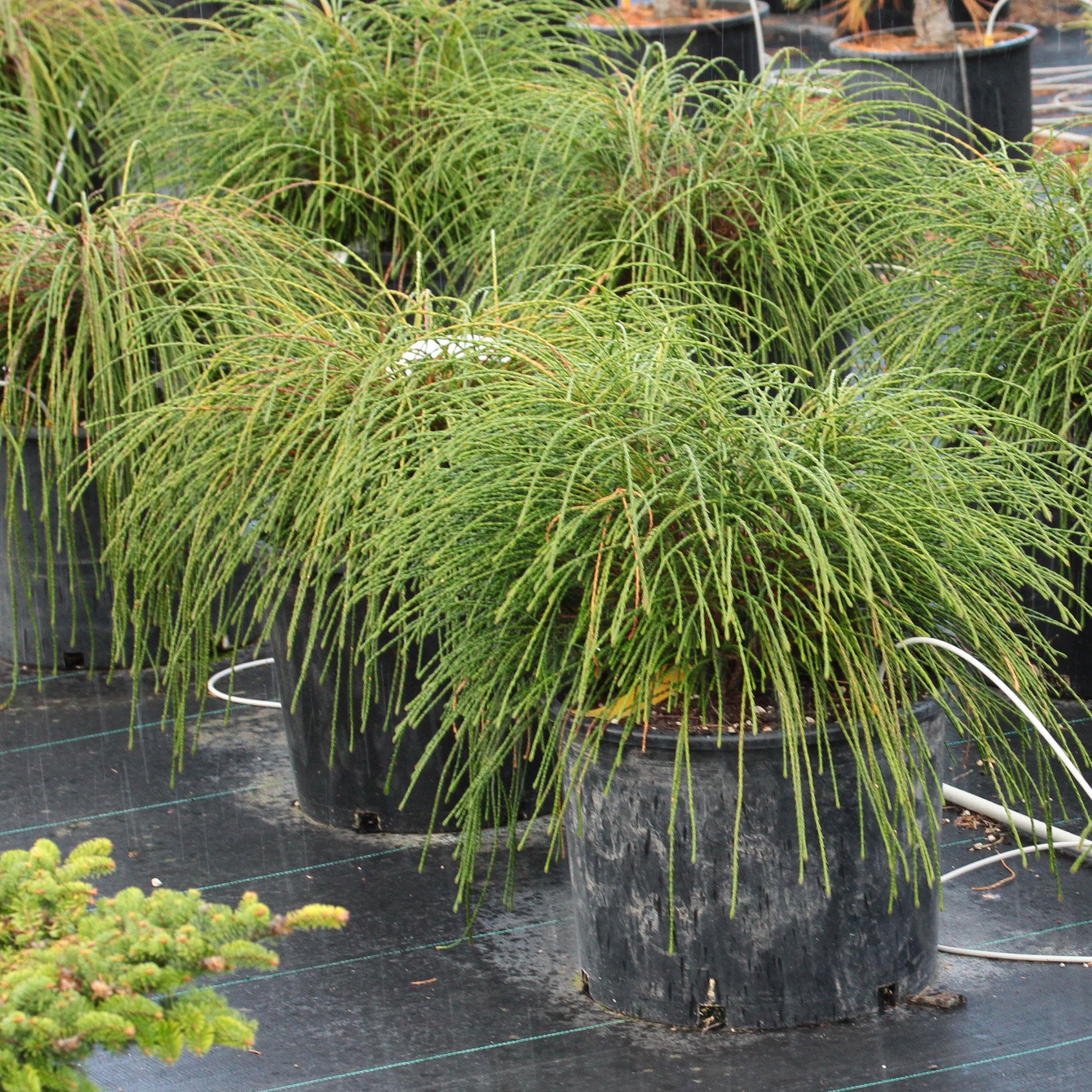 Thuja plicata 'Whipcord' – Pondside Nursery