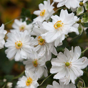Anemone 'Whirlwind' - Japanese Anemone