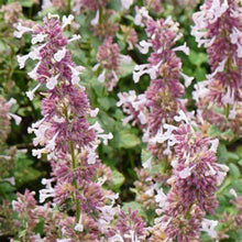 Load image into Gallery viewer, Nepeta &#39;Wispurr Pink&#39; - Catmint
