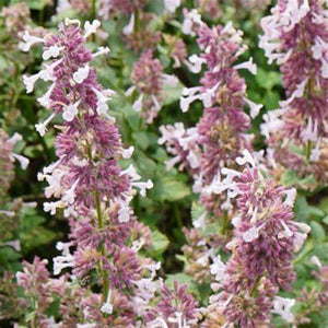 Nepeta 'Wispurr Pink' - Catmint