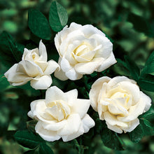 Load image into Gallery viewer, Rosa &#39;White Dawn&#39; - Climbing Rose
