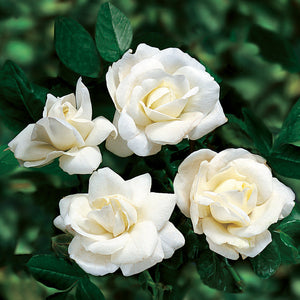 Rosa 'White Dawn' - Climbing Rose