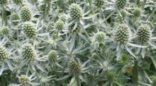 Load image into Gallery viewer, Eryngium plan. 'White Glitter' - Sea Holly
