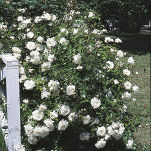 Load image into Gallery viewer, Rosa &#39;White Dawn&#39; - Climbing Rose
