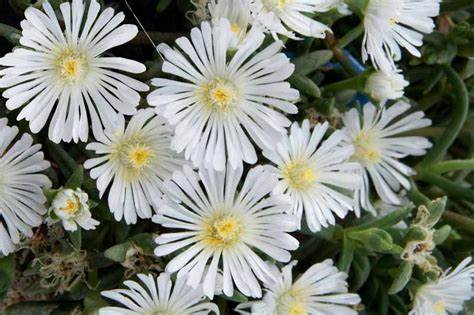 Delosperma 'White Wonder'