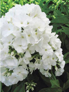 Phlox 'Volcano White' - Garden Phlox