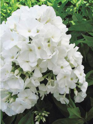 Phlox 'Volcano White' - Garden Phlox