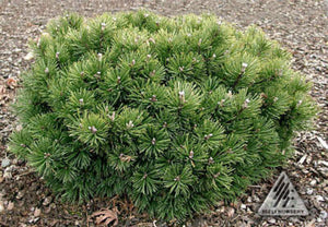 Pinus mugo 'White Bud'