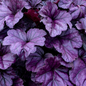Heuchera 'Dolce Wildberry'