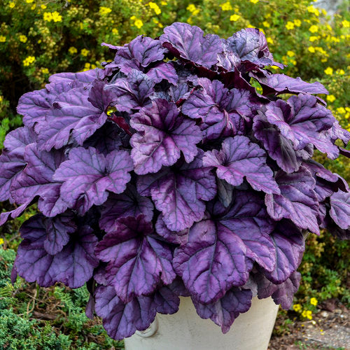 Heuchera 'Dolce Wildberry'