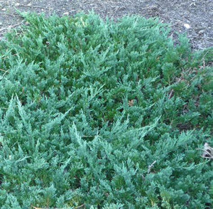 Juniperus horiz. 'Wiltonii'