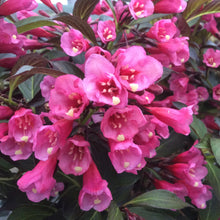 Load image into Gallery viewer, Weigela &#39;Wine and Roses&#39;
