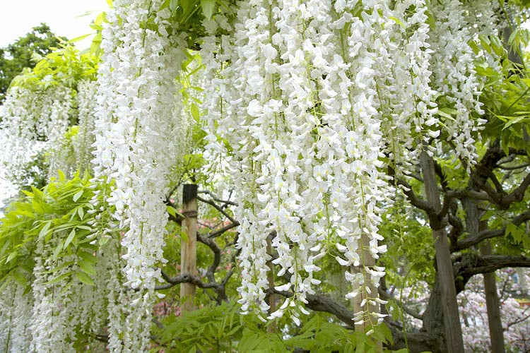 Wisteria floribunda 'Longissima Alba' – Pondside Nursery