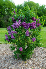 Load image into Gallery viewer, Syringa v. &#39;Yankee Doodle&#39; - Lilac
