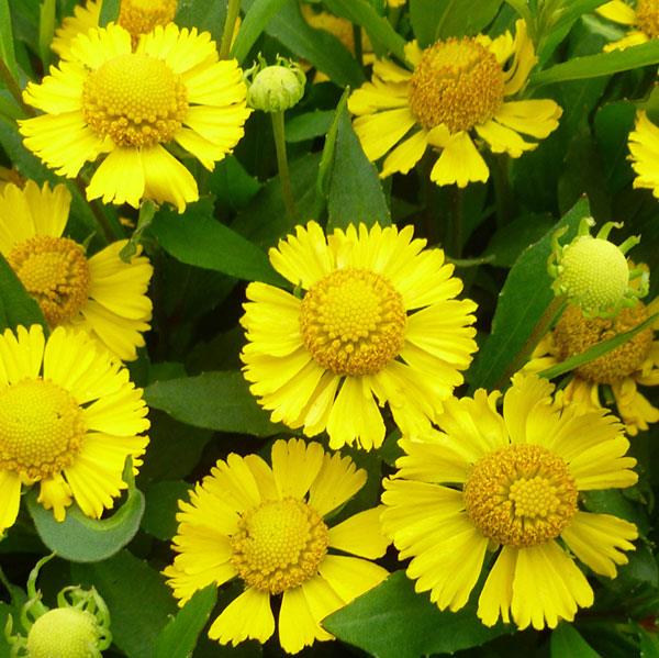 Helenium 'Salud Yellow'
