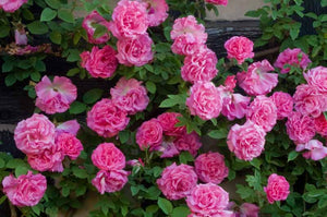 Rosa 'Zéphirine Drouhin' - Climbing Rose