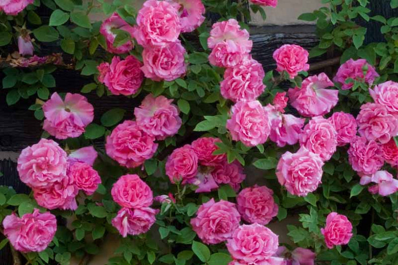 Rosa 'Zéphirine Drouhin' - Climbing Rose