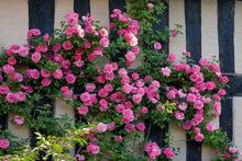 Load image into Gallery viewer, Rosa &#39;Zéphirine Drouhin&#39; - Climbing Rose
