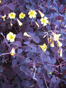 Oxalis 'Zinfandel'