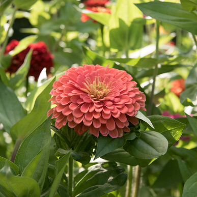 Zinnia Benary's 